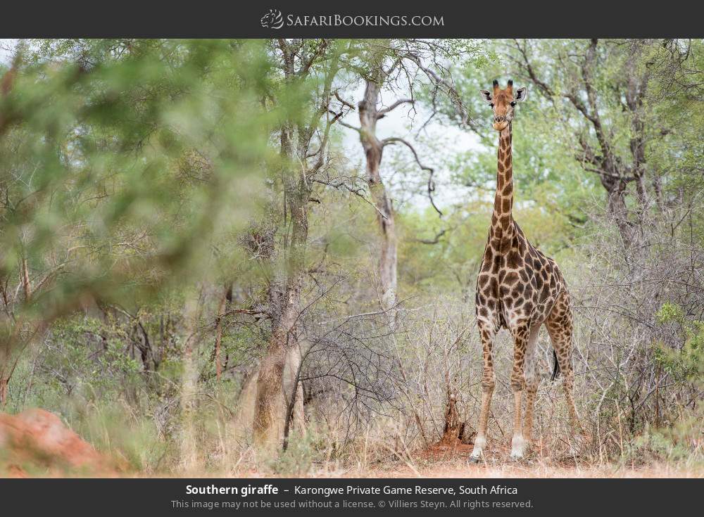 Southern giraffe in Karongwe Private Game Reserve, South Africa
