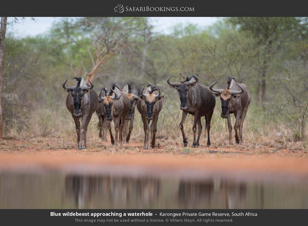 Blue wildebeest approaching a waterhole in Karongwe Private Game Reserve, South Africa