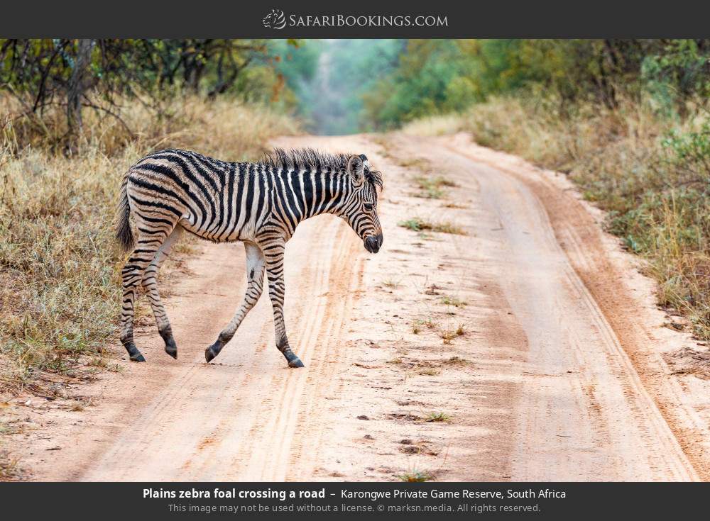 Plains zebra foal crossing a road in Karongwe Private Game Reserve, South Africa