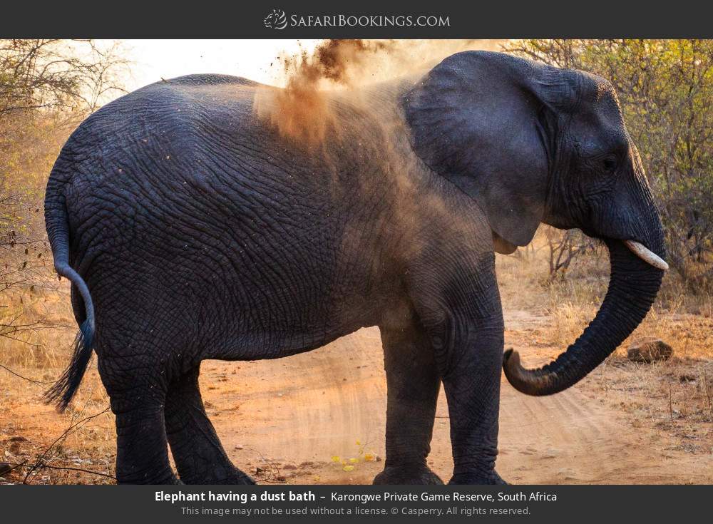 Elephant having a dust bath in Karongwe Private Game Reserve, South Africa