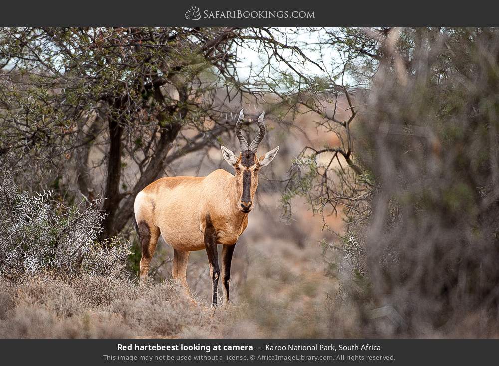Red hartebeest looking at camera in Karoo National Park, South Africa