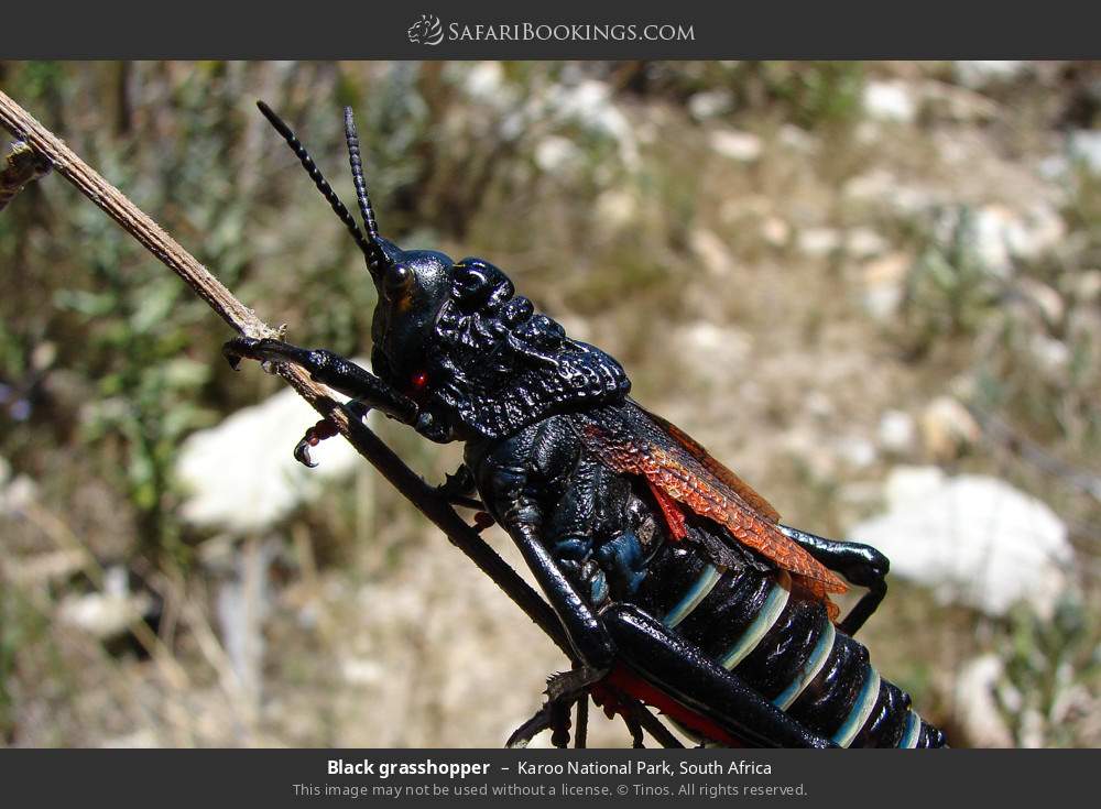 Black grasshopper in Karoo National Park, South Africa