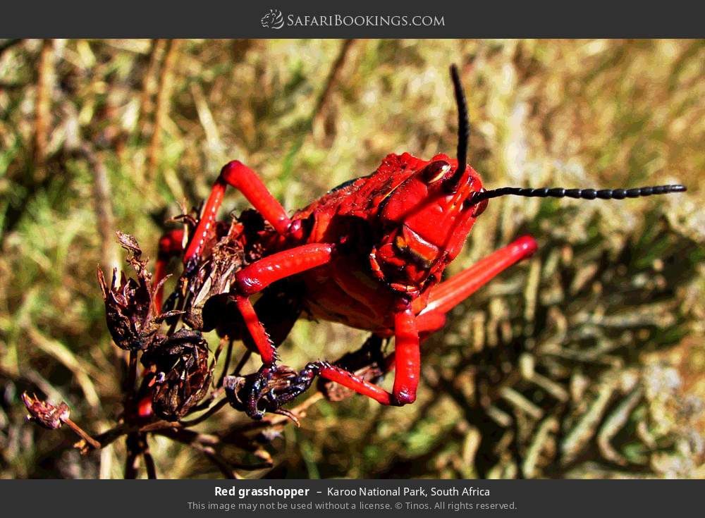 Red grasshopper in Karoo National Park, South Africa
