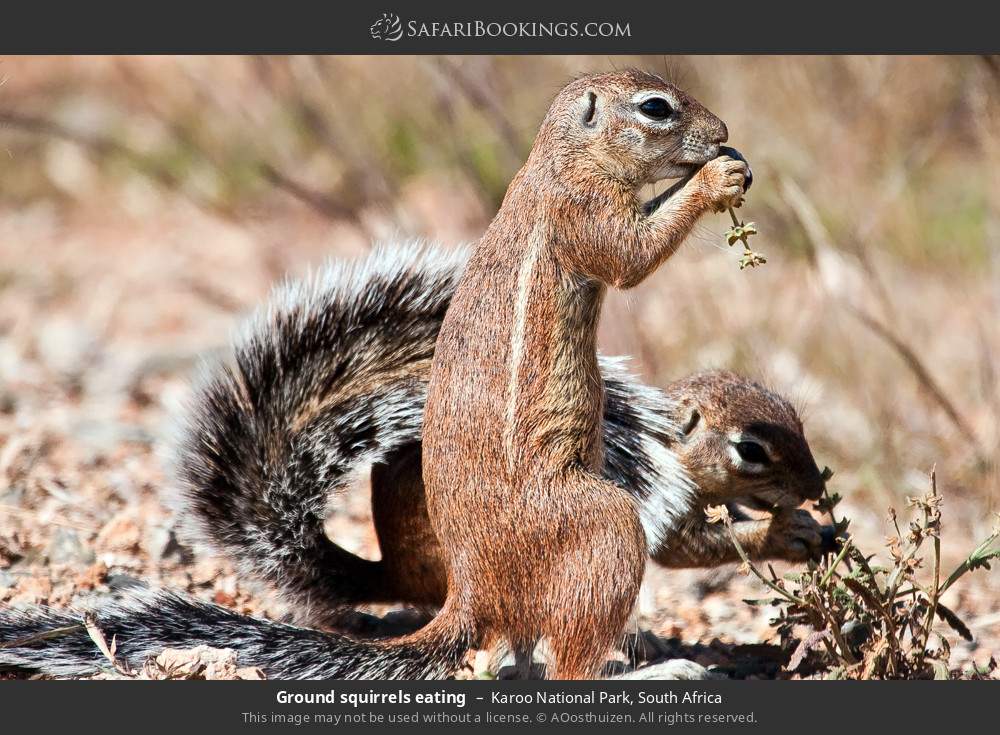 Ground squirrels eating in Karoo National Park, South Africa