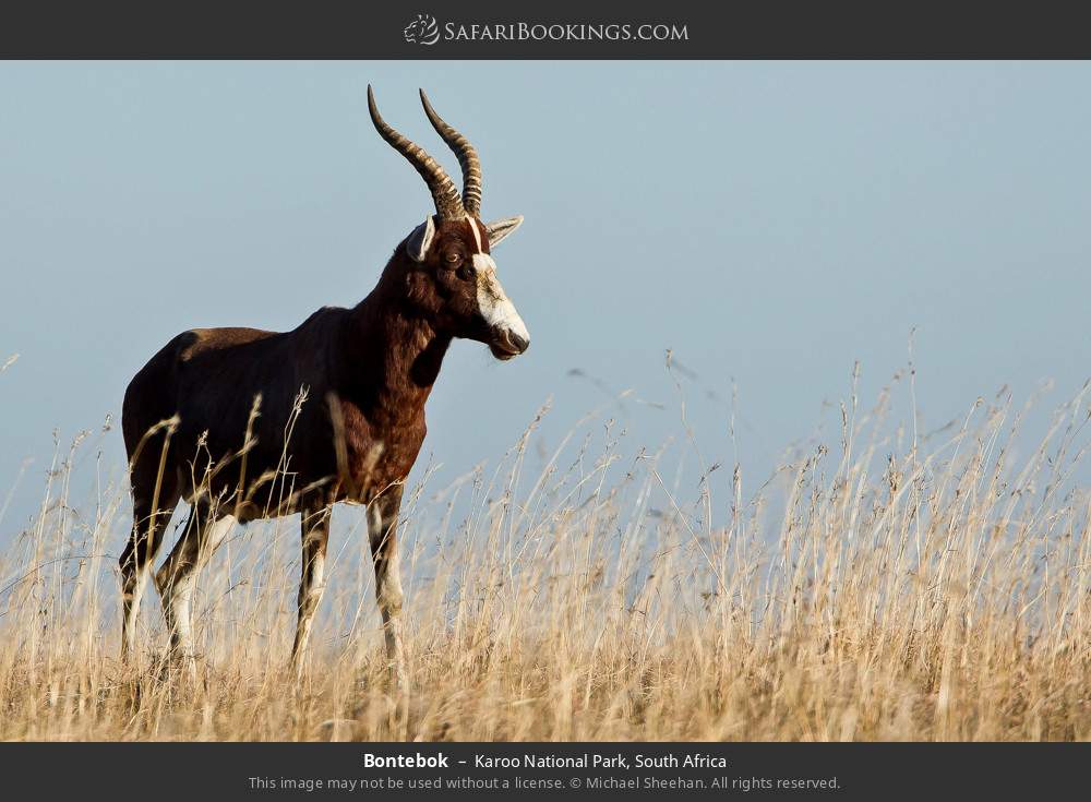 Bontebok in Karoo National Park, South Africa