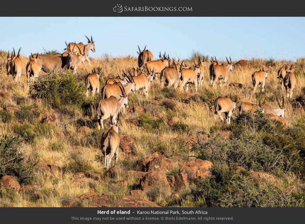 Herd of eland in Karoo National Park, South Africa