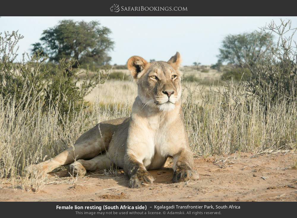 Lioness resting in Kgalagadi Transfrontier Park, South Africa