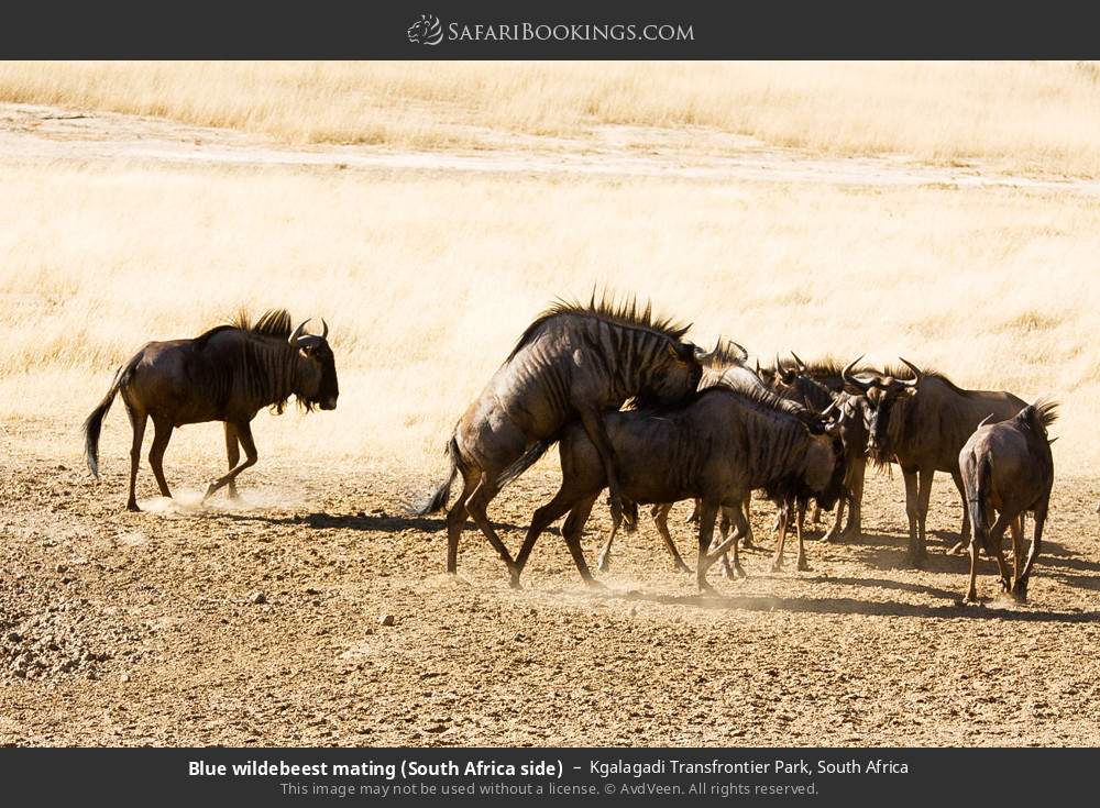 Blue wildebeest mating (South Africa side) in Kgalagadi Transfrontier Park, South Africa