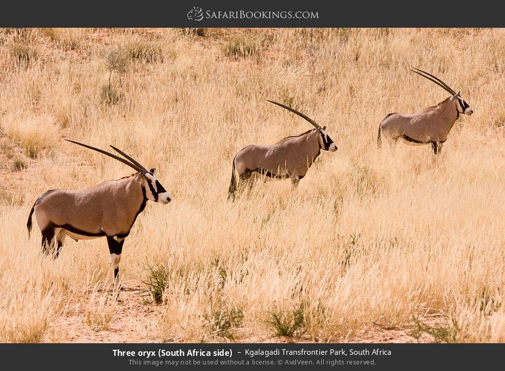 Three gemsbok in Kgalagadi Transfrontier Park, South Africa