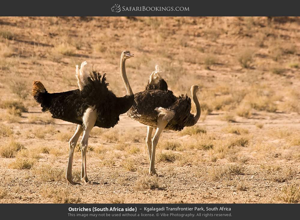 Ostriches (South Africa side) in Kgalagadi Transfrontier Park, South Africa