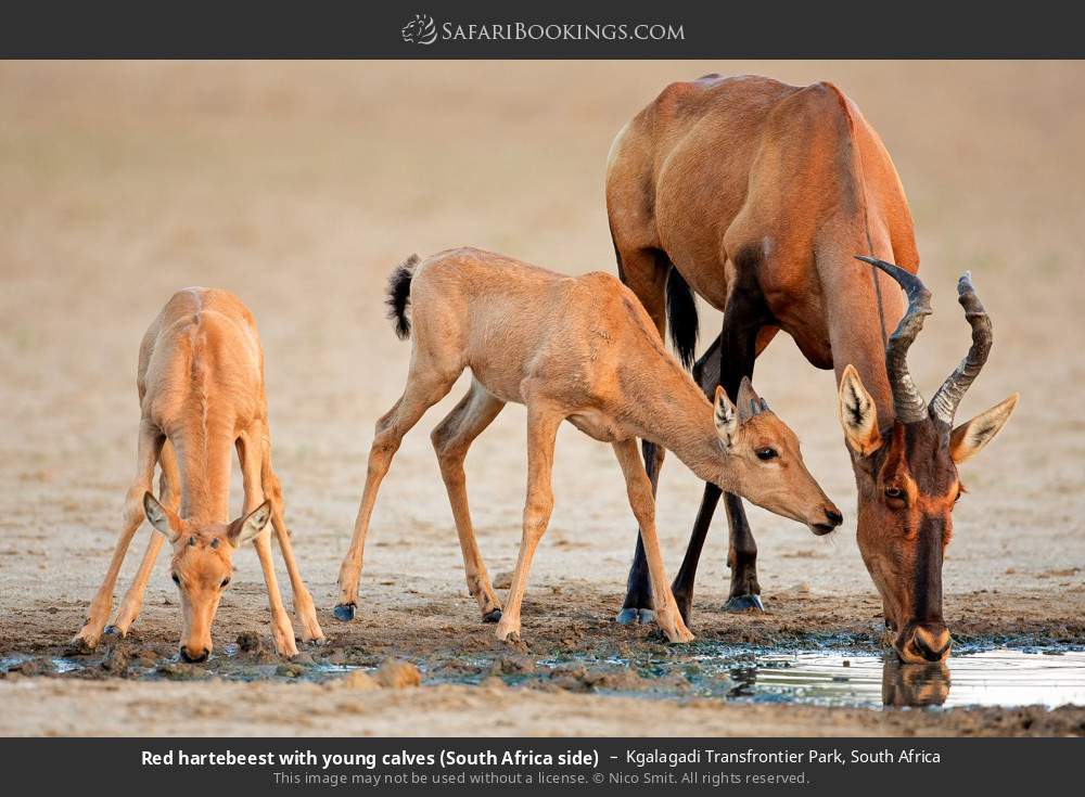 Red hartebeest with young calves (South Africa side) in Kgalagadi Transfrontier Park, South Africa