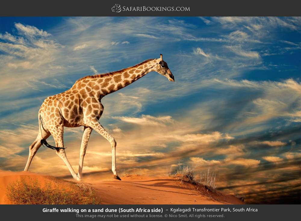 Giraffe walking on a sand dune (South Africa side) in Kgalagadi Transfrontier Park, South Africa