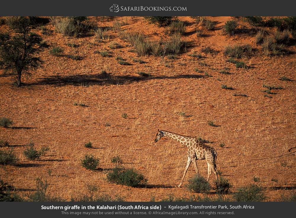 Southern giraffe in the Kalahari (South Africa side) in Kgalagadi Transfrontier Park, South Africa