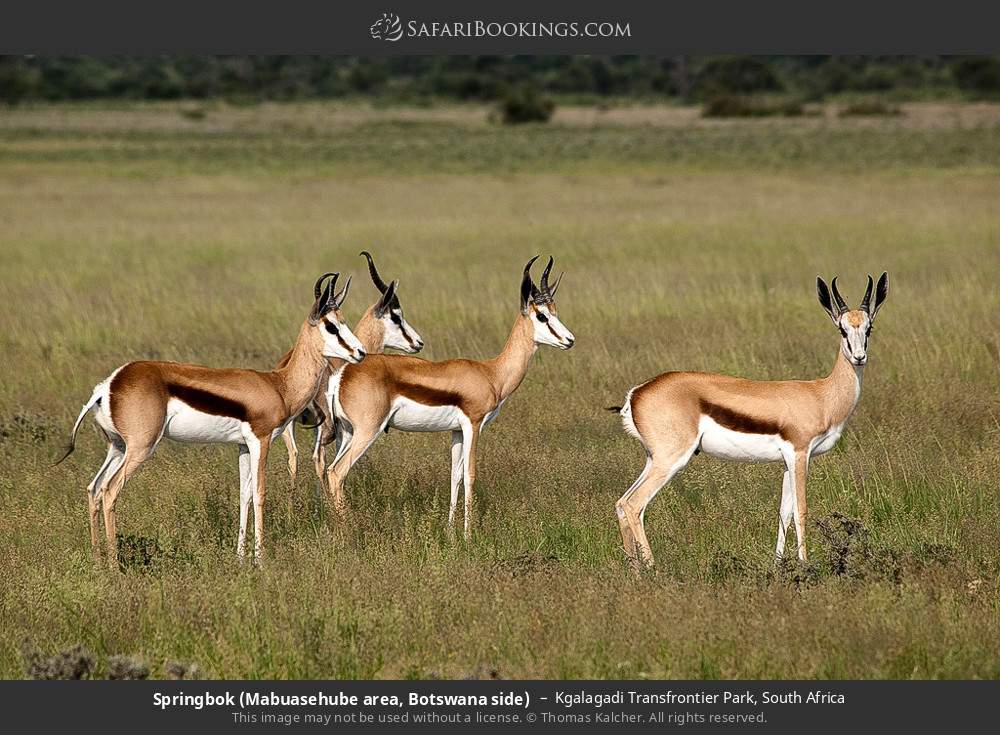 Springbok (Mabuasehube area, Botswana side) in Kgalagadi Transfrontier Park, South Africa