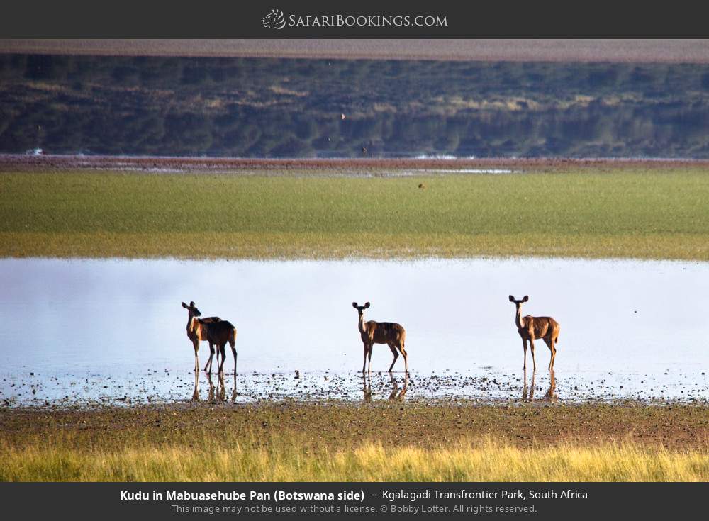Kudu in Mabuasehube Pan (Botswana side) in Kgalagadi Transfrontier Park, South Africa