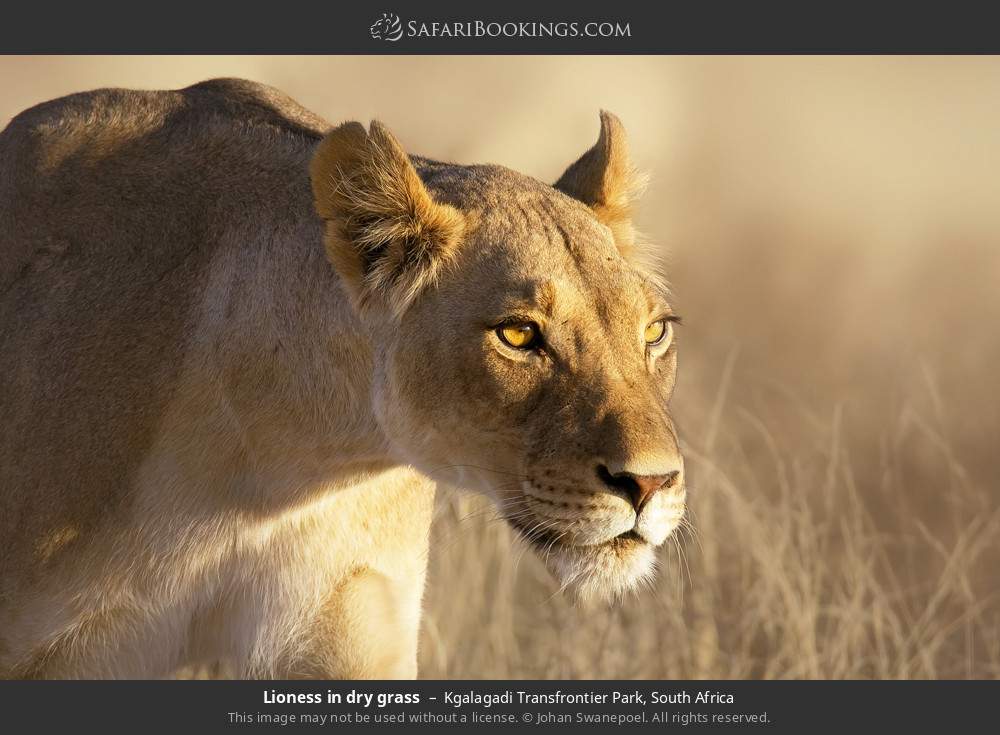 Lioness in dry grass in Kgalagadi Transfrontier Park, South Africa