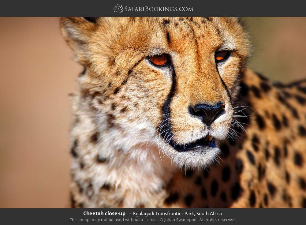 Cheetah close-up in Kgalagadi Transfrontier Park, South Africa