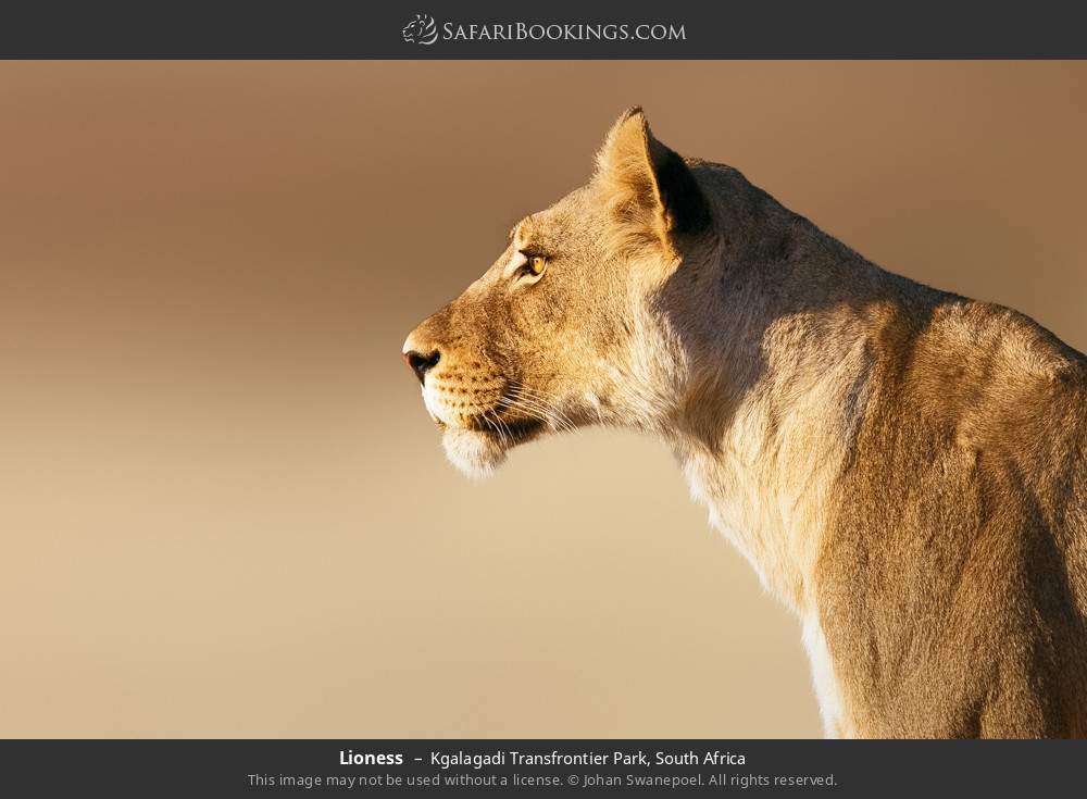 Lioness in Kgalagadi Transfrontier Park, South Africa