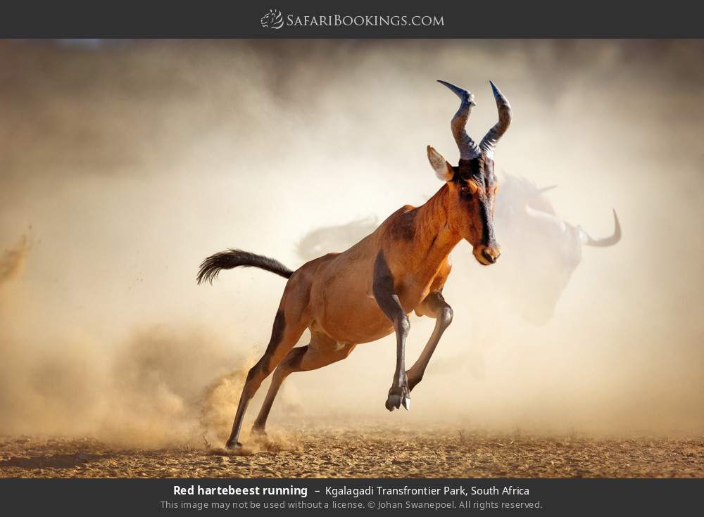 Red hartebeest running in Kgalagadi Transfrontier Park, South Africa