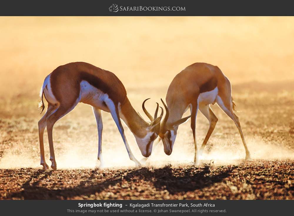 Springboks fighting in Kgalagadi Transfrontier Park, South Africa