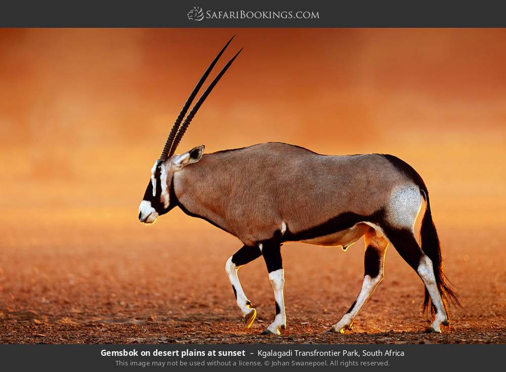 Gemsbok on desert plains at sunset in Kgalagadi Transfrontier Park, South Africa