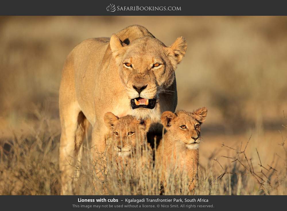 Lioness with cubs in Kgalagadi Transfrontier Park, South Africa