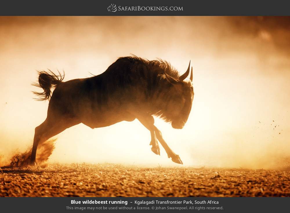 Blue wildebeest running in Kgalagadi Transfrontier Park, South Africa