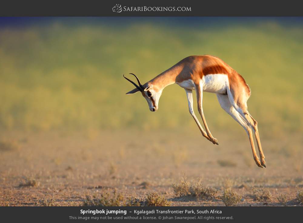 Springbok jumping in Kgalagadi Transfrontier Park, South Africa