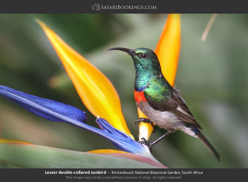 Lesser double-collared sunbird in Kirstenbosch National Botanical Garden, South Africa