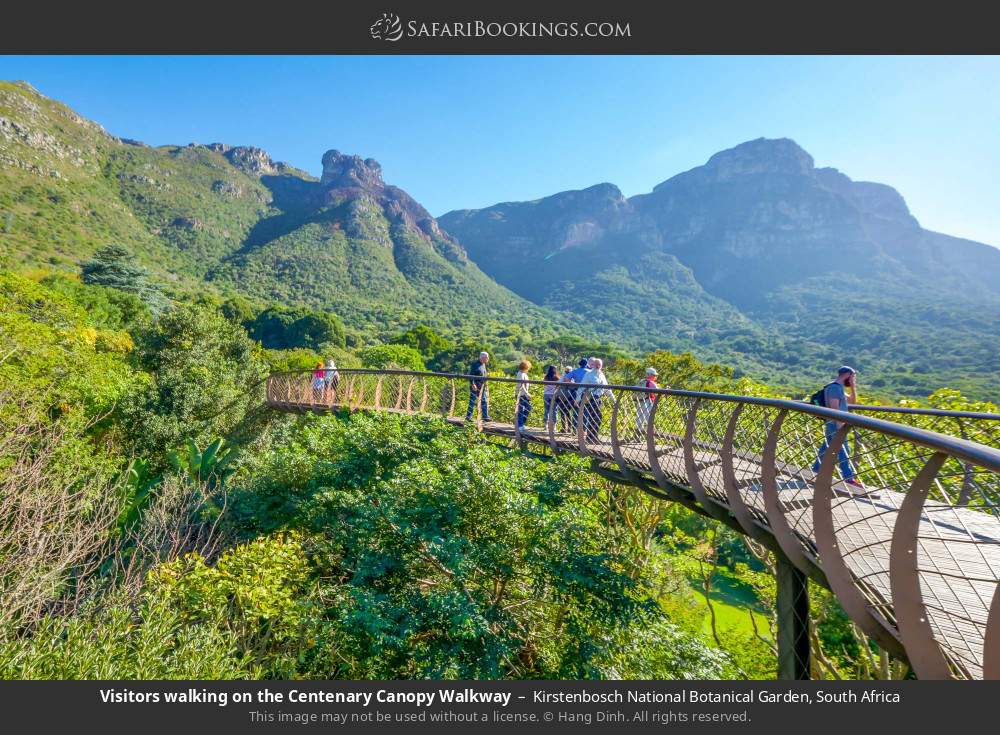 Visitors walking on the Centenary Canopy Walkway in Kirstenbosch National Botanical Garden, South Africa