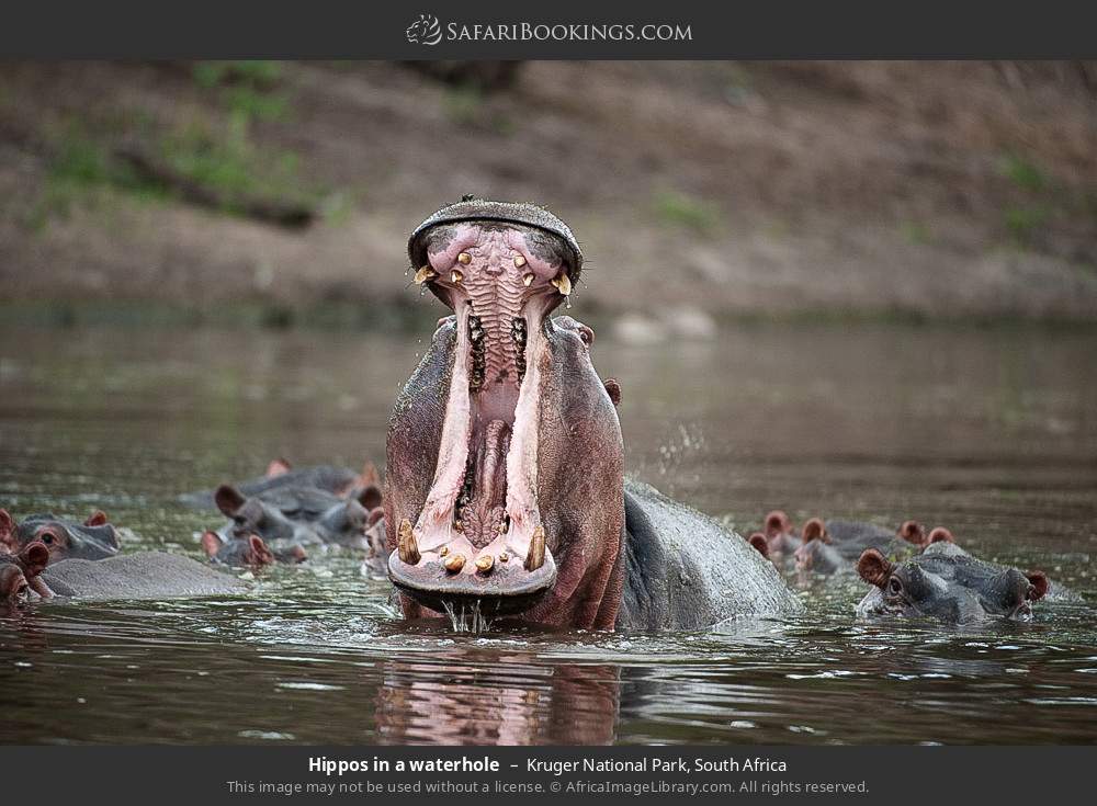 Hippos in a waterhole in Kruger National Park, South Africa