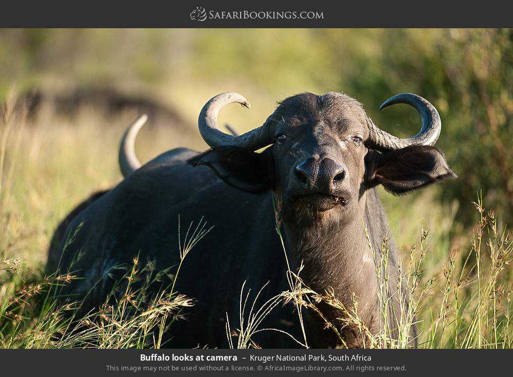 Buffalo looks at camera in Kruger National Park, South Africa