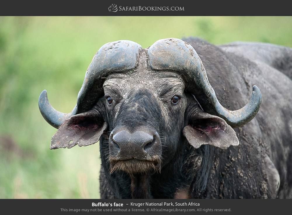 Buffalo's face in Kruger National Park, South Africa