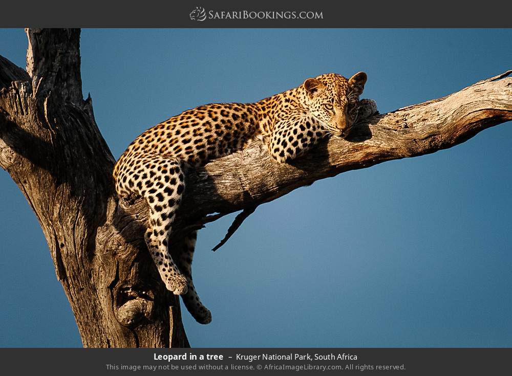 Leopard in a tree in Kruger National Park, South Africa