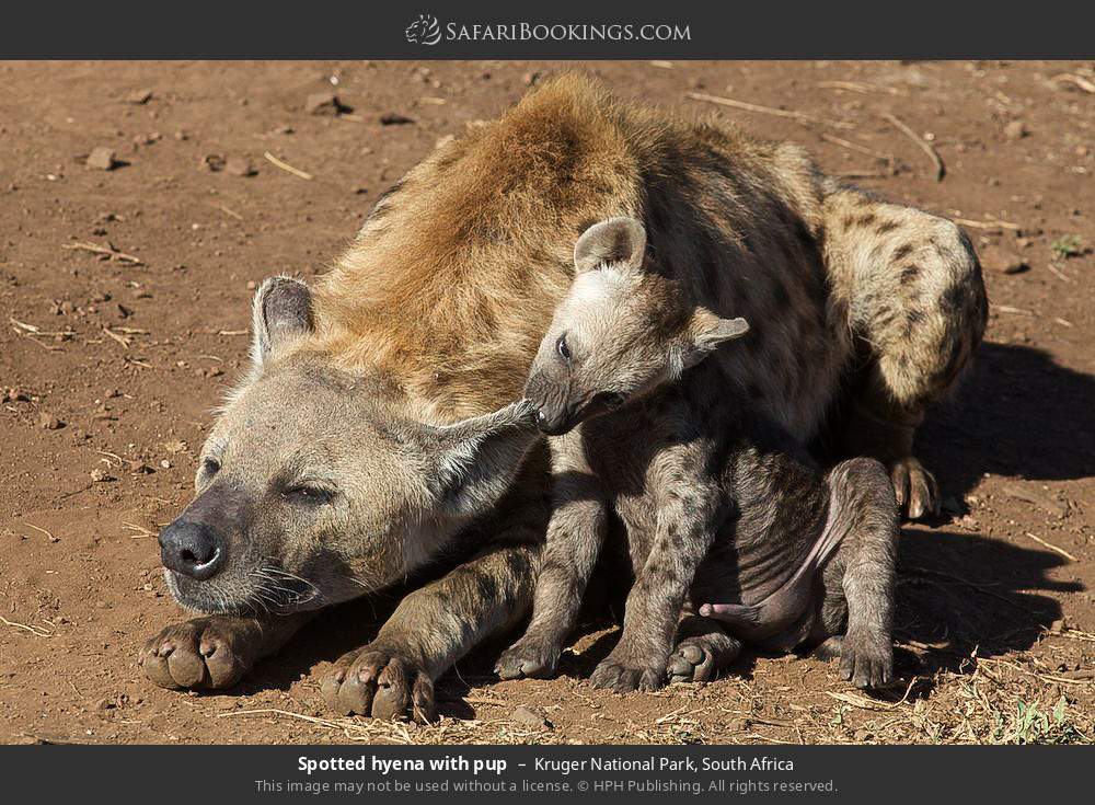 Spotted hyena with pup in Kruger National Park, South Africa