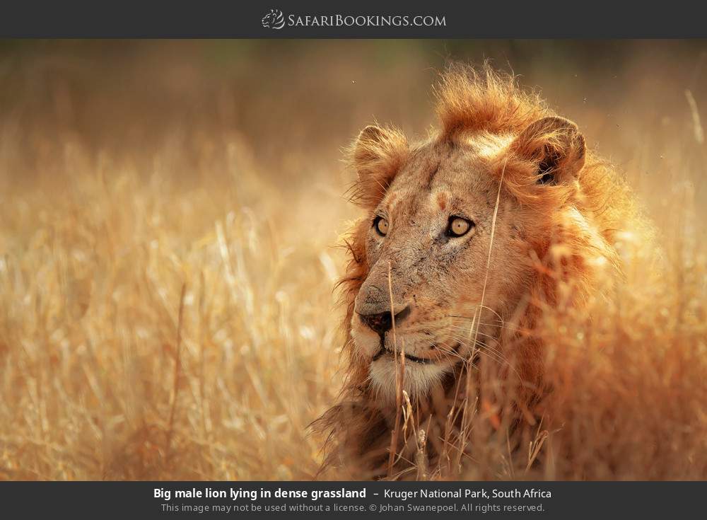 Big male lion lying in dense grassland in Kruger National Park, South Africa