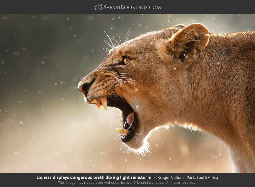 Lioness displays dangerous teeth during light rainstorm in Kruger National Park, South Africa