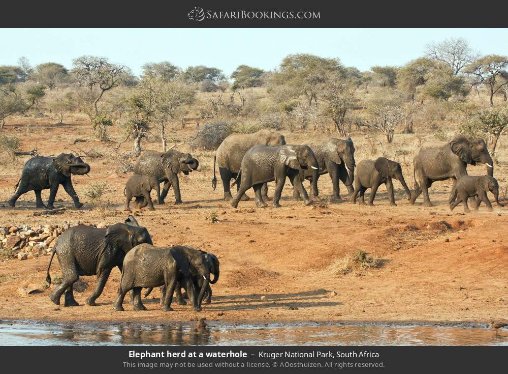 Elephant herd at a waterhole in Kruger National Park, South Africa