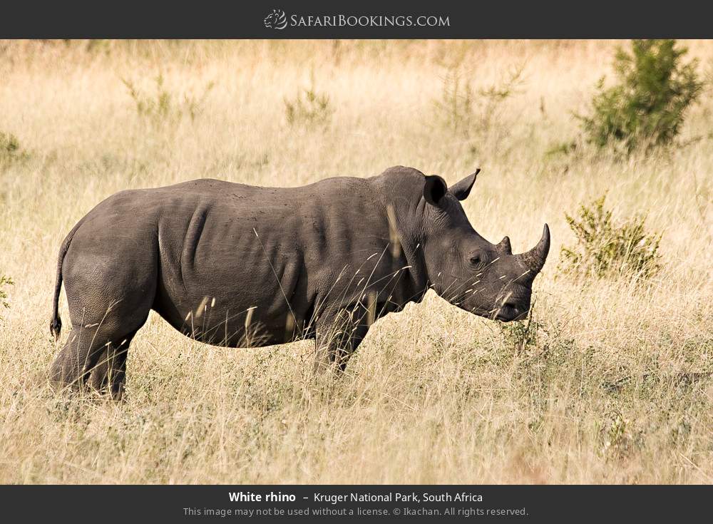 White rhino in Kruger National Park, South Africa