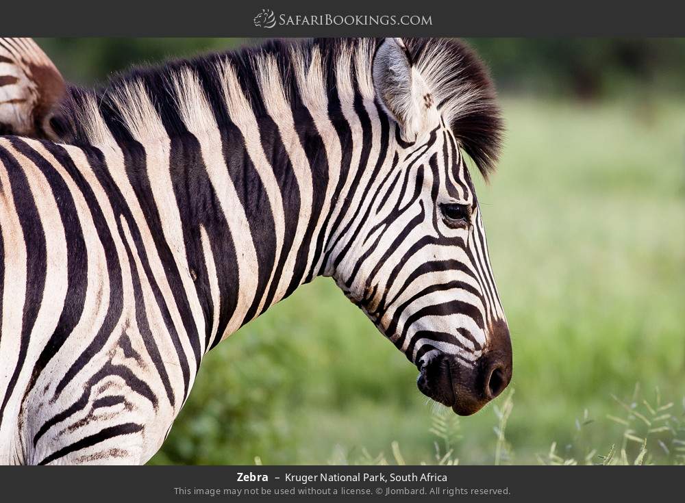 Zebra in Kruger National Park, South Africa