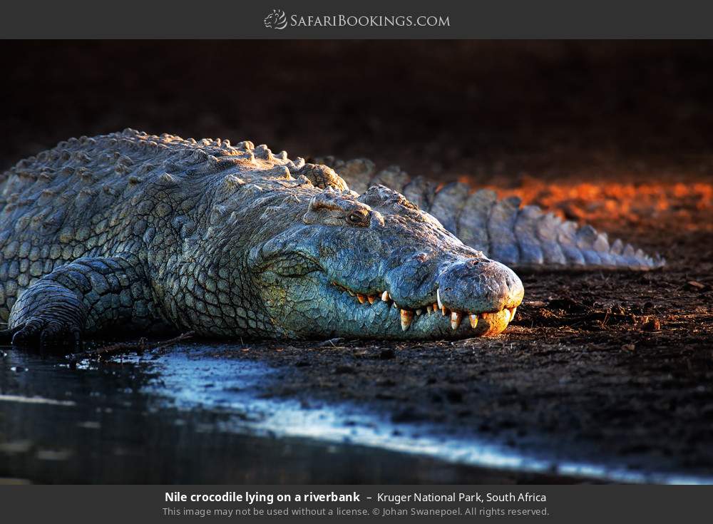 Nile crocodile lying on a riverbank in Kruger National Park, South Africa
