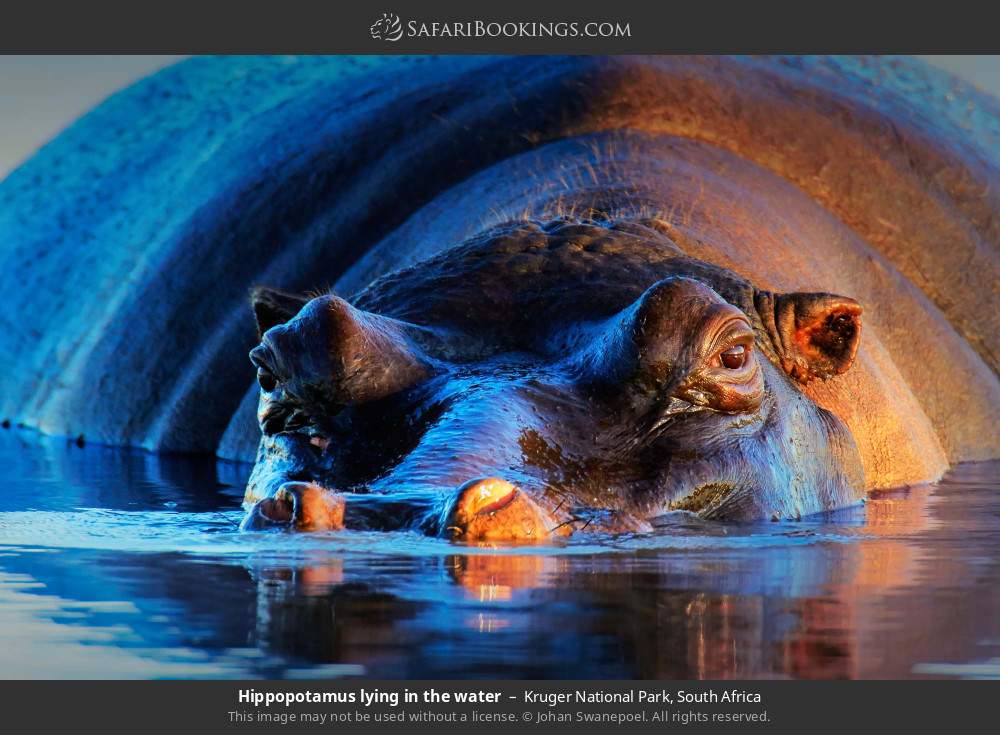Hippopotamus lying in the water in Kruger National Park, South Africa