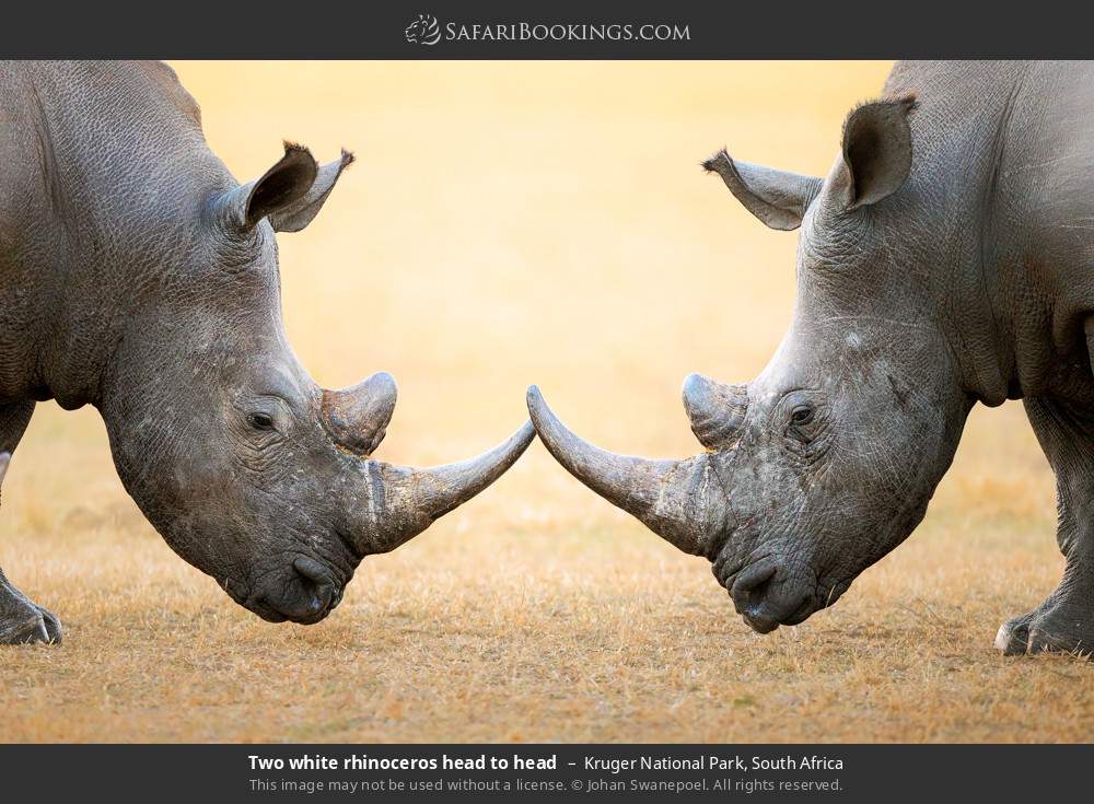 Two white rhinoceros head to head in Kruger National Park, South Africa