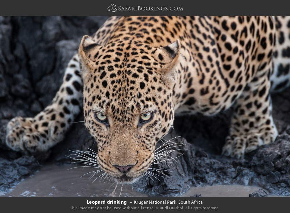 Leopard drinking in Kruger National Park, South Africa