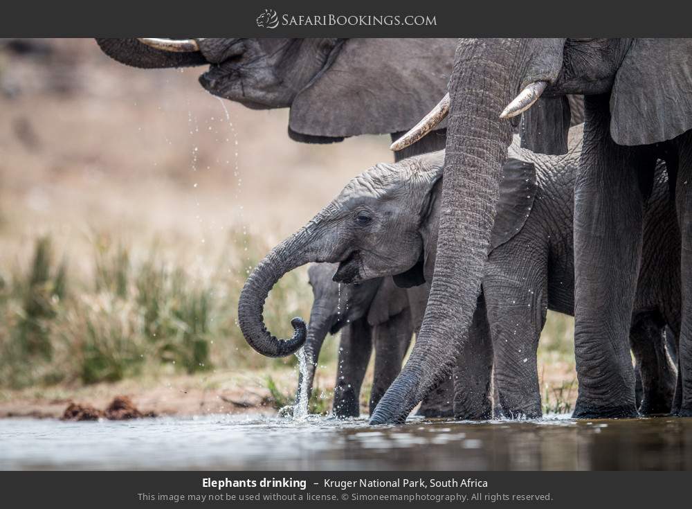 Elephants drinking in Kruger National Park, South Africa