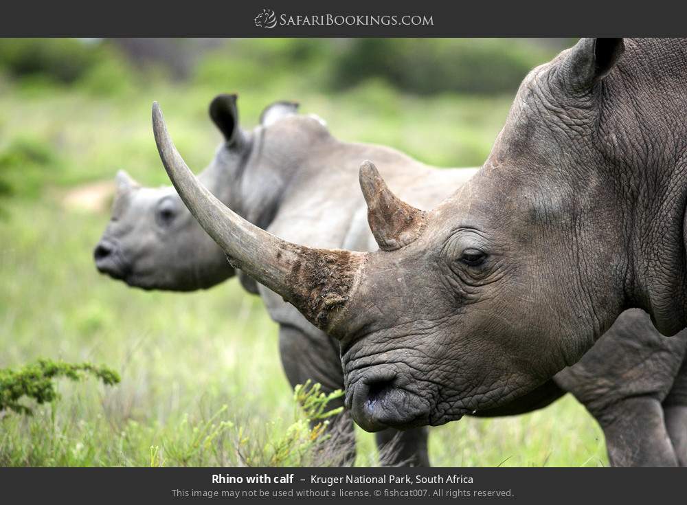 Rhino with calf in Kruger National Park, South Africa