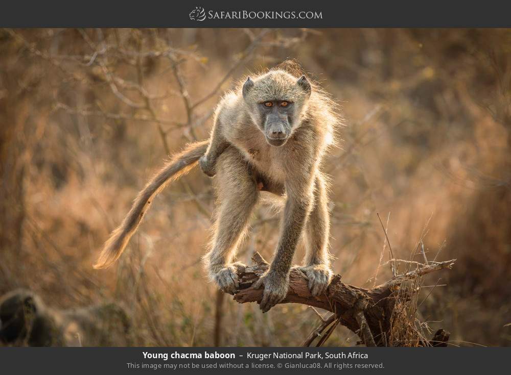 Young chacma baboon in Kruger National Park, South Africa