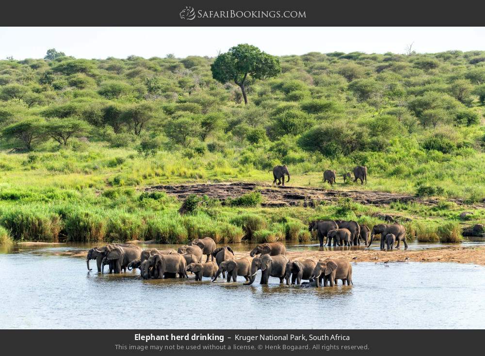 Elephant herd drinking in Kruger National Park, South Africa