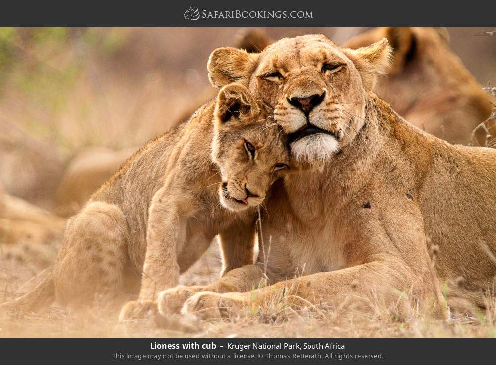 Lioness with cub in Kruger National Park, South Africa