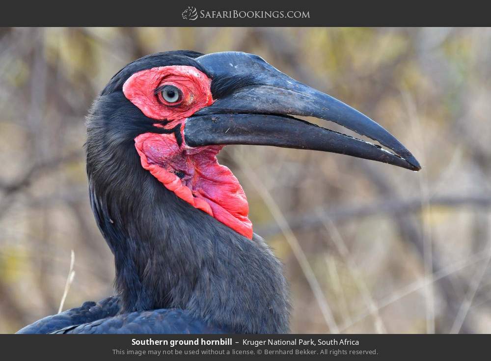Southern ground hornbill in Kruger National Park, South Africa